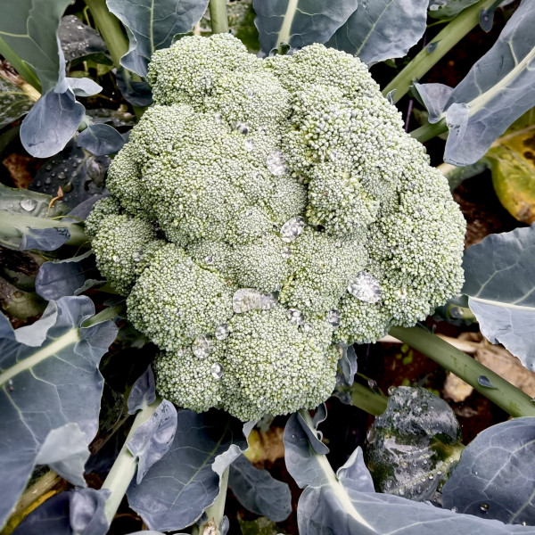 broccoli