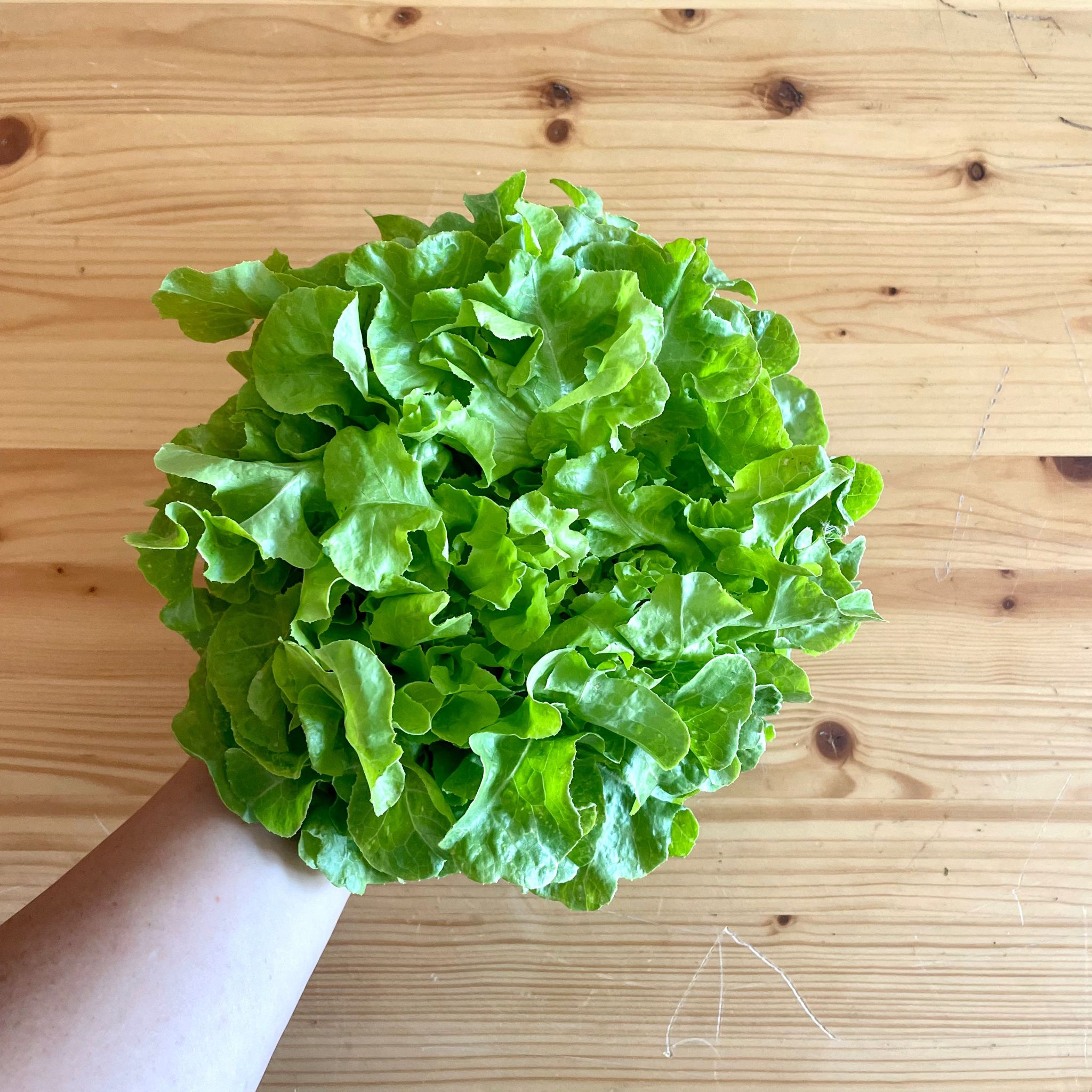 Insalata Barba dei frati Negozio Terra Rigogliosa