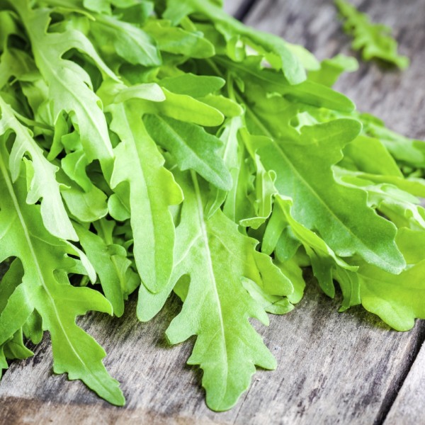 bunch of fresh organic arugula closeup